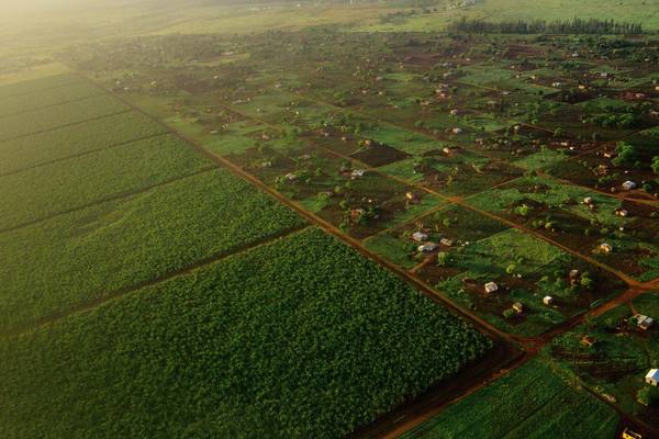 Plantations agricoles au Mozambique source: grain.org